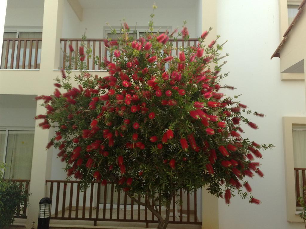 Aktea Village Complex Ayia Napa